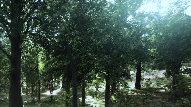 A forest filled with green trees during the morning. Sunlight filters through the leaves, highlighting the natural setting. Wind makes the branches sway gently.