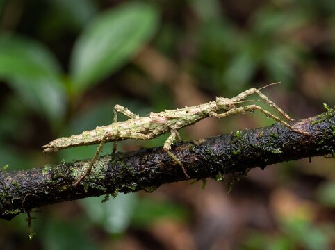 Stick insect resting on damp mossy branch in deep forest nature scene