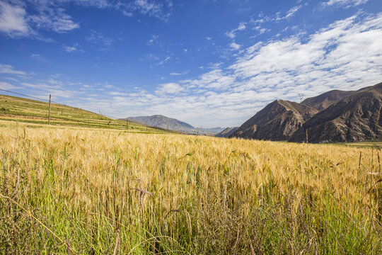 A golden mature crop field stretches across the foreground, backed by rocky mountains under a bright blue sky with scattered white clouds.