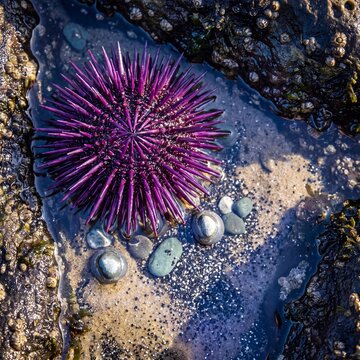 Purple sea urchin spines resting on wet tide pool sand under natural light