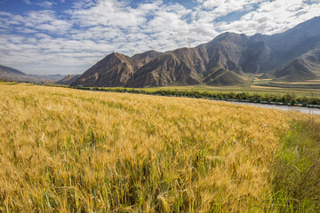 Fototapeta premium A golden ripe barley field lies beside a river, with rugged mountains and a blue sky with clouds in the background.