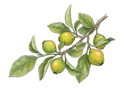 Fresh and Appetizing Quince Illustration with Glossy Juicy Texture／シズル感のあるカリンのイラスト