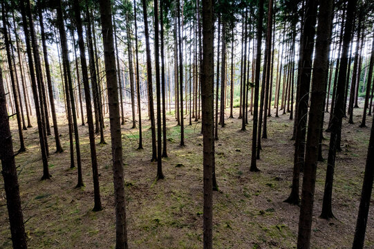 Aerial view of a dense coniferous forest with tall pine trees and mossy ground in Czech Republic.