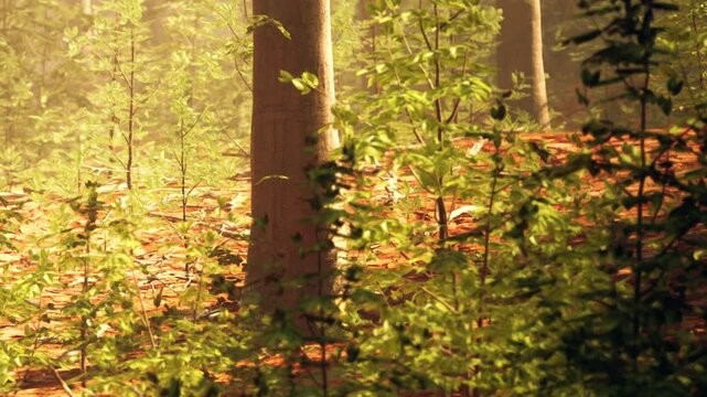 Sunlight shines through leafy trees in a forest. Small plants grow on the ground. The scene shows a natural area with greenery and earthy colors.