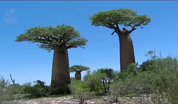 Majestic Green Baobab Trees Against Vivid Blue Sky &mdash; Madagascar Landscape