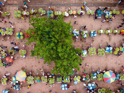 Rajshahi, Bangladesh - 22 June 2022: Aerial view of Mango Market with vendors selling baskets of fresh green mangoes in a bustling outdoor market.