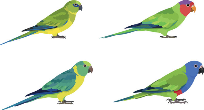 Colorful tropical parrot and parakeet species vector illustration set isolated on a plain white background design element
