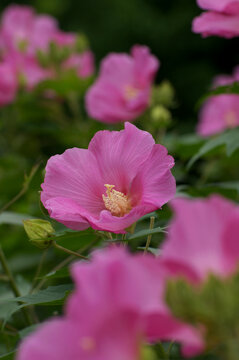 芙蓉の花