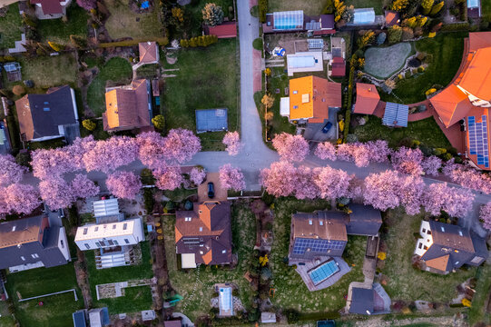 Aerial view of a suburban neighborhood with streets lined by blooming cherry trees, featuring houses with solar panels and swimming pools in the golden hour light, Czech Republic.