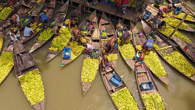 Barishal, Bangladesh - 12 August 2022: Aerial view of the Floating Guava Market with farmers sorting and trading fresh green guavas from wooden boats on the river.