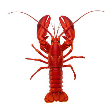 A bright red lobster with large claws