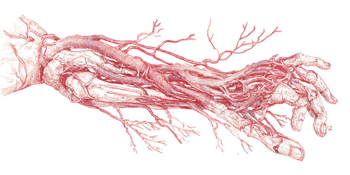 Detailed scientific illustration of human hand and forearm vascular system.