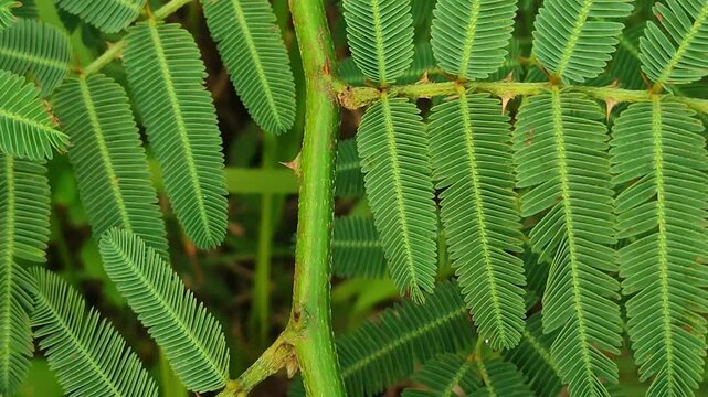 Close up of sensitive plant Mimosa pudica leaves in tropical nature