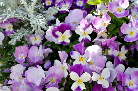 紫やピンク、白のパンジーの花が庭に咲いている。