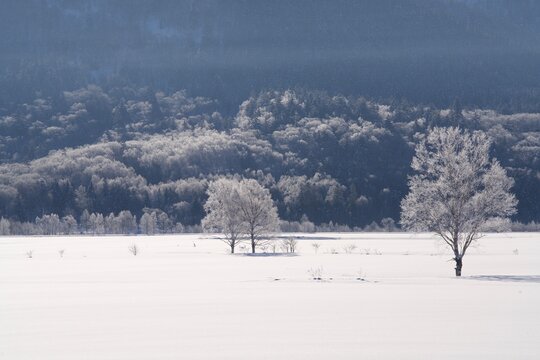 Scene of frost-covered trees standing in a vast snowfield, Hokkaido, Japan