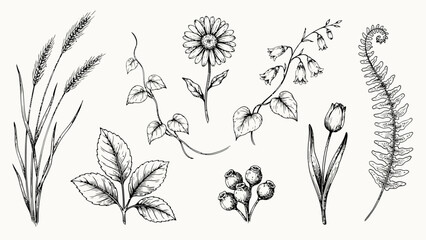 Fototapeta premium A botanical study showcases detailed illustrations of various flowers leaves and grasses in monochrome illustration flowers leaves fern