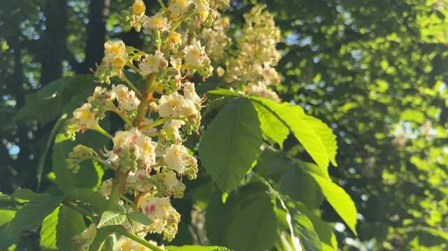 Blooming horse chestnut tree in spring may.