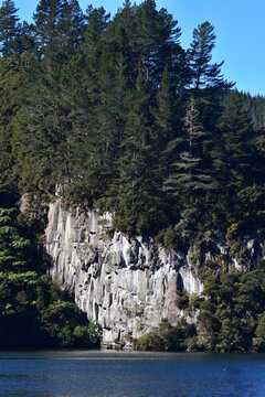 Whanganui Bay on Lake Taupo features towering ign nimbrite rock cliffs rising directly from the water's edge, capped by dense native bush and pine forest. Location: Lake Taupo
