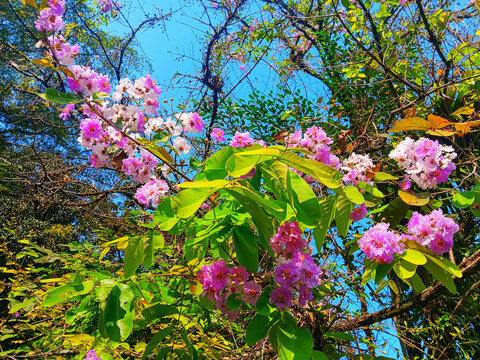 Pink and white Pride of India flowers (Lagerstroemia speciosa), also called Queen&rsquo;s Crape Myrtle and Bungur, bloom on leafy branches under a bright blue sky in a lush tropical scene.