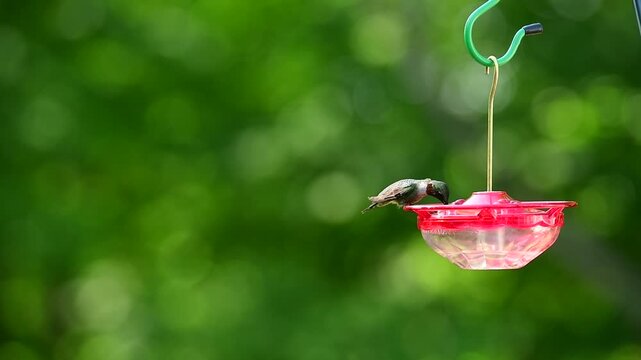 A ruby-throated hummingbird (Archilochus colubris) feeding at a hummingbird feeder, capturing the beauty and energy of this tiny, fast-moving bird.
