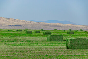 Rectangular green hay bales scattered across agricultural field with arid hills in background in USA © Andrei Liashchou