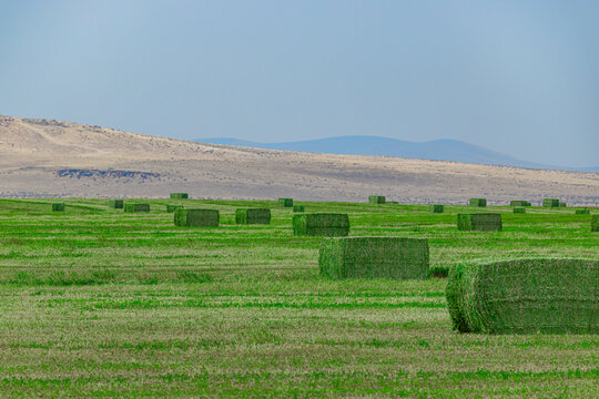Rectangular green hay bales scattered across agricultural field with arid hills in background in USA