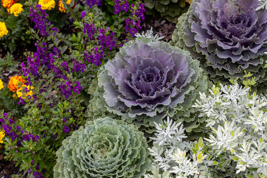 Close up texture background view of a variety of colorful ornamental cabbage plants (brassica oleracea) in a formal garden