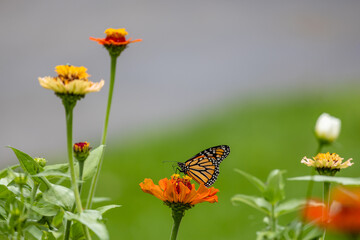 Fototapeta premium Abstract texture background view of a monarch butterfly (danaus plexippus) feeding on an orange zinnia flower in a pollinator garden