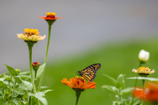 Abstract texture background view of a monarch butterfly (danaus plexippus) feeding on an orange zinnia flower in a pollinator garden