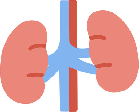 Kidney in human