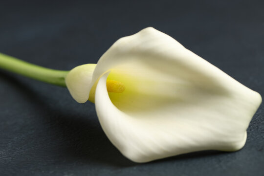 Beautiful calla lily flower on black background, closeup
