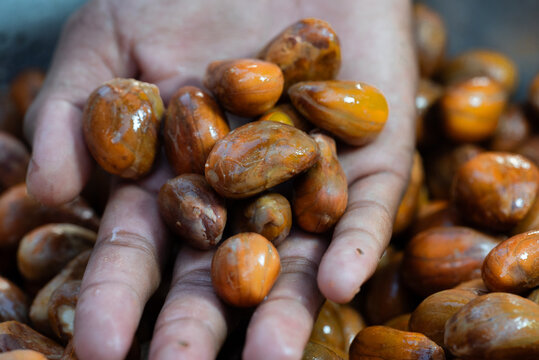 A handful of fresh Cempedak fruit seeds