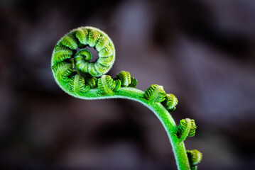 Fresh green fern shoots spiral against a natural green background. Macro photo. © StanleyRevaldo