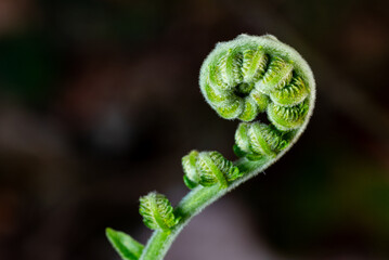 Fresh green fern shoots spiral against a natural green background. Macro photo. © StanleyRevaldo