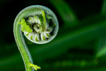 Fresh green fern shoots spiral against a natural green background. Macro photo. © StanleyRevaldo