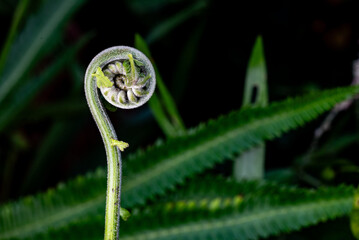 Fresh green fern shoots spiral against a natural green background. Macro photo. © StanleyRevaldo