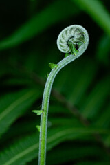 Fresh green fern shoots spiral against a natural green background. Macro photo. © StanleyRevaldo