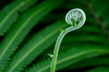 Fresh green fern shoots spiral against a natural green background. Macro photo. © StanleyRevaldo