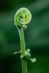 Fresh green fern shoots spiral against a natural green background. Macro photo. © StanleyRevaldo