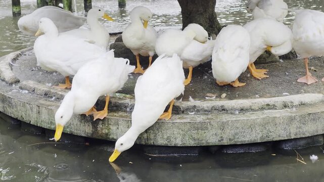Group of domestic white ducks resting on a sheltered platform in a pond