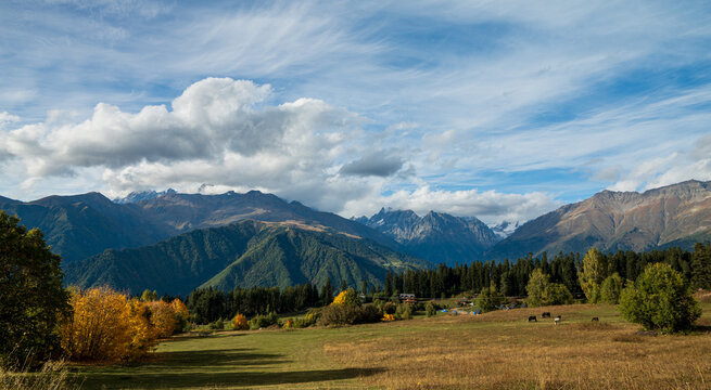 Jagged Caucasus peaks rise above a pine forest and autumn meadow with grazing cattle near Mestia, Svaneti, under a cloudy blue sky.