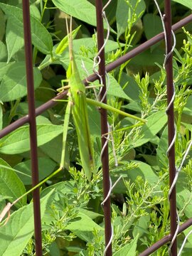 Oriental long-headed locust on a brown metal fence