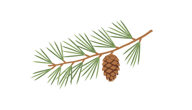Pine tree branch vector graphic with green needles and a detailed brown pinecone over a blank white background.