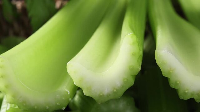 Zooming in on fresh celery