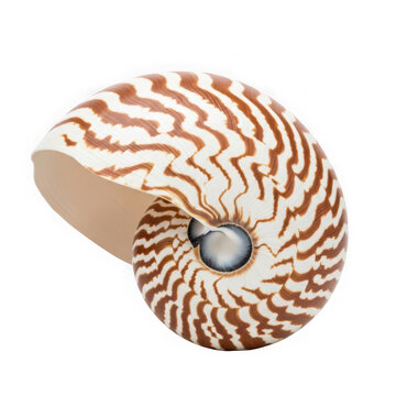 A brown and white nautilus shell with a spiral pattern