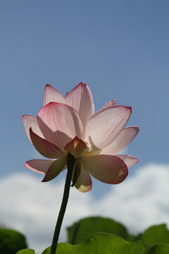 Pink ancient lotus flower reaching towards the bright blue summer sky with sunlit translucent petals.