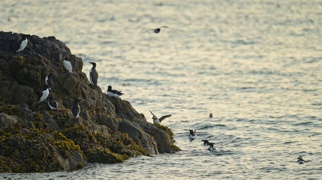 Razorbills Seabirds on Rocks on the Coast, Colony of Razorbills Perching on Rocks and Swimming in the Water at Skomer Island in Wales, UK Nature and Wildlife