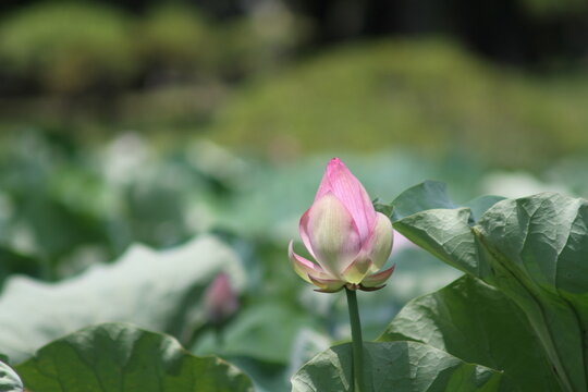 Pink ancient lotus flower bud about to bloom in a sunny lotus pond.