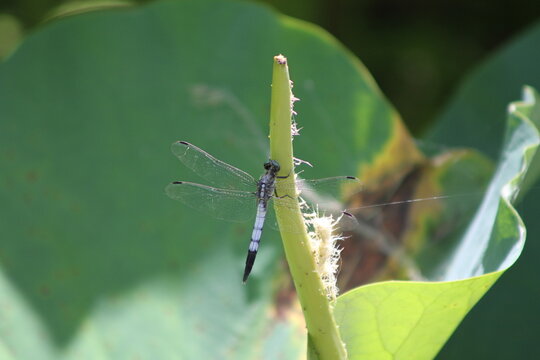 Male blue skimmer dragonfly perching on a lotus stem in a pond in summer.