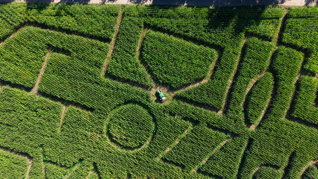 San Giuliano Milanese, Lombardy, Italy - 22 August 2026: Aerial view of a tractor trimming paths in a large green corn maze at an agritourism farm.